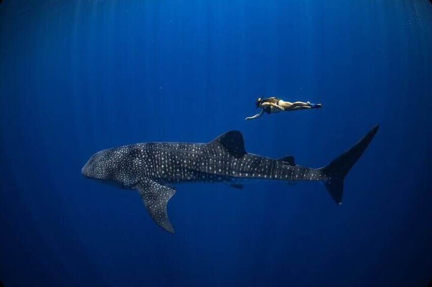 Whale Shark Adventure 2 Days 1 Night Sharing Trip