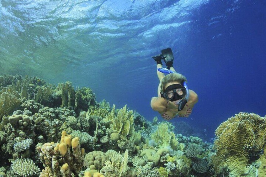 Half-Day Ras Mohamed National Park Tour by Bus - Sharm El Sheikh