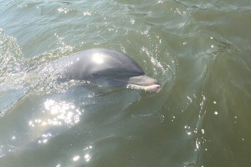 Although not a dolphin tour, the dolphins often steal the show! 