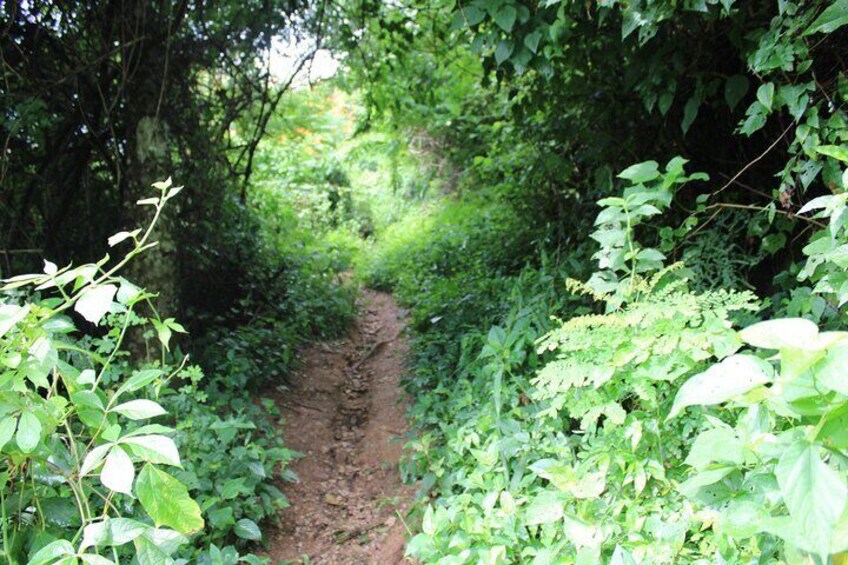 Private Tour of Cerro del Mono