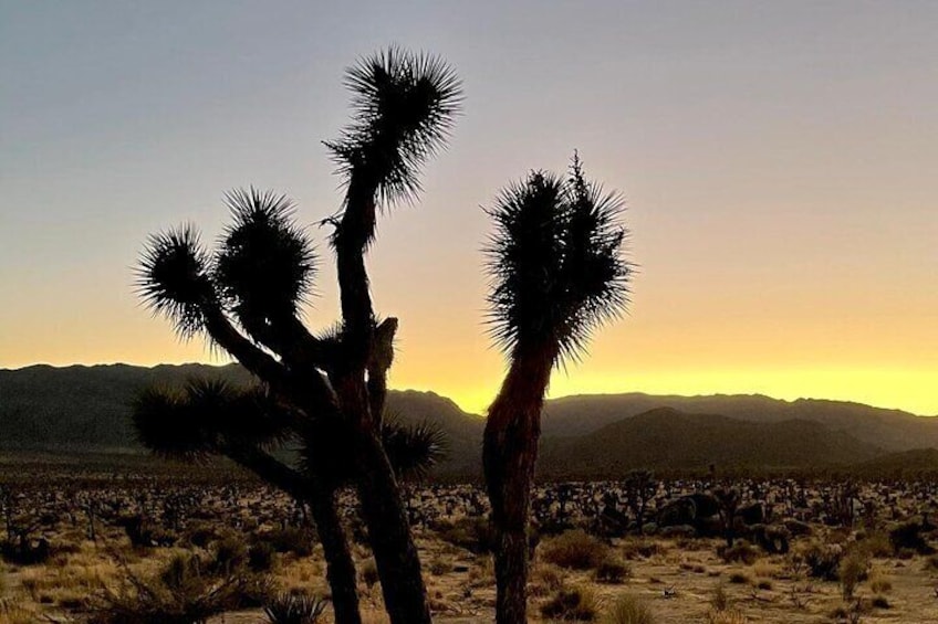 Two Day Camping and Hiking in Joshua Tree National Park