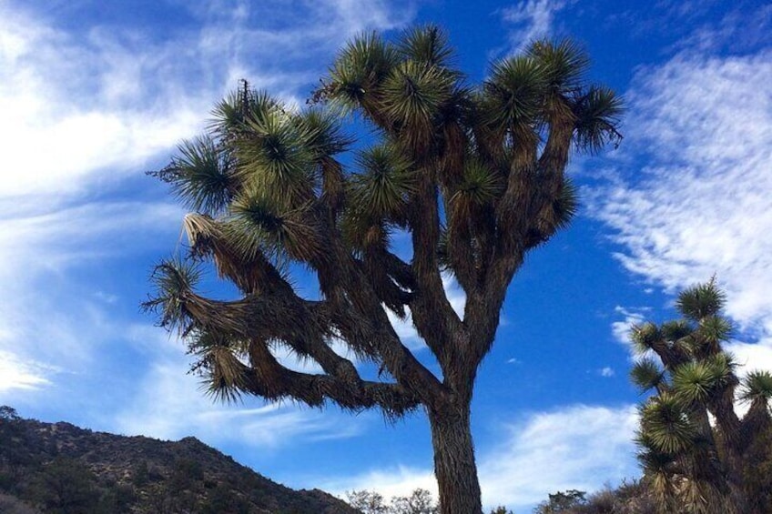 Two Day Camping and Hiking in Joshua Tree National Park