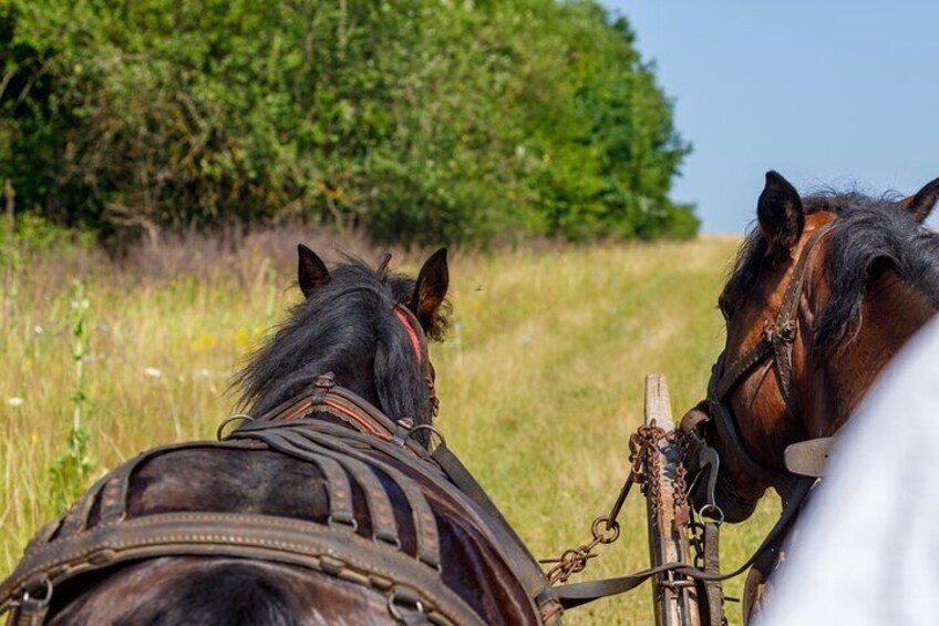 Zakopane Horse-Drawn Rides with Local Guide and Food Tasting