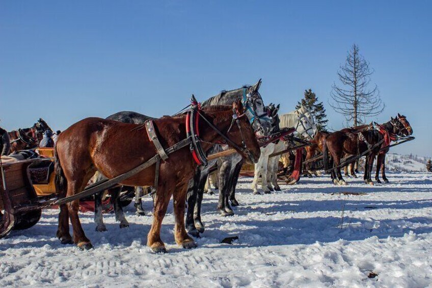 Zakopane Horse-Drawn Rides with Local Guide and Food Tasting