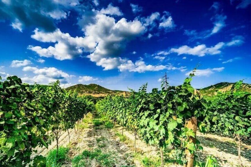 Kakheti Private Tour with Wine Tasting from Tbilisi