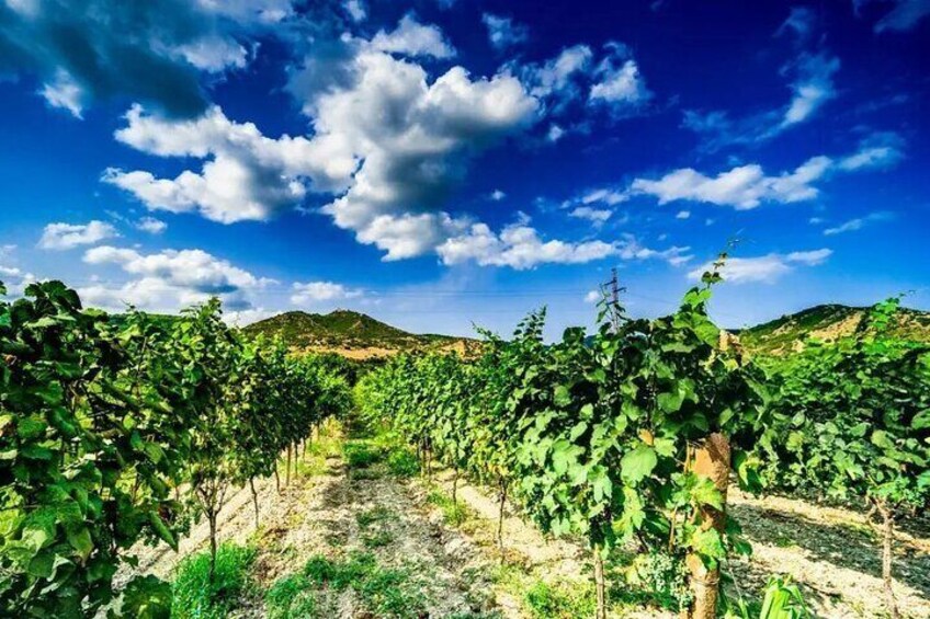 Kakheti Private Tour with Wine Tasting from Tbilisi
