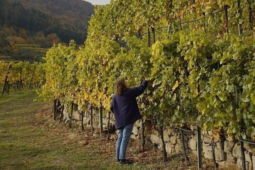 Kakheti Private Tour with Wine Tasting from Tbilisi