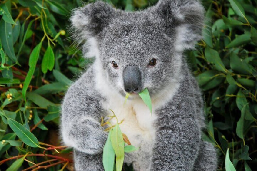 A Koala Enjoying a summer day