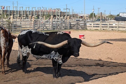 Fort Worth Stockyards Scavenger Hunt Walking Tour and Game