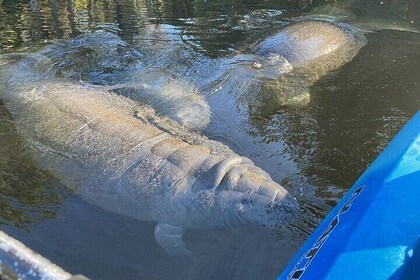 Private Chassahowitzka River Exploration kayak tour