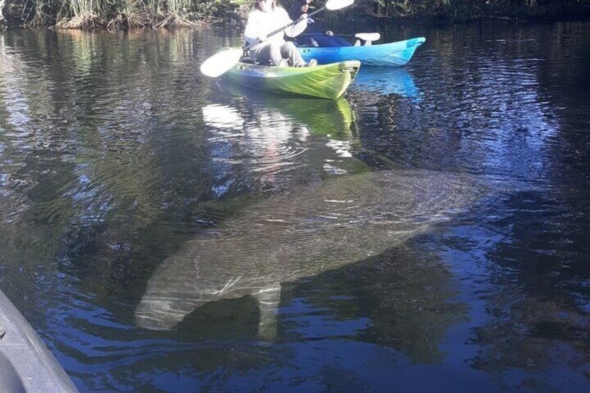 Private Chassahowitzka River Exploration kayak tour