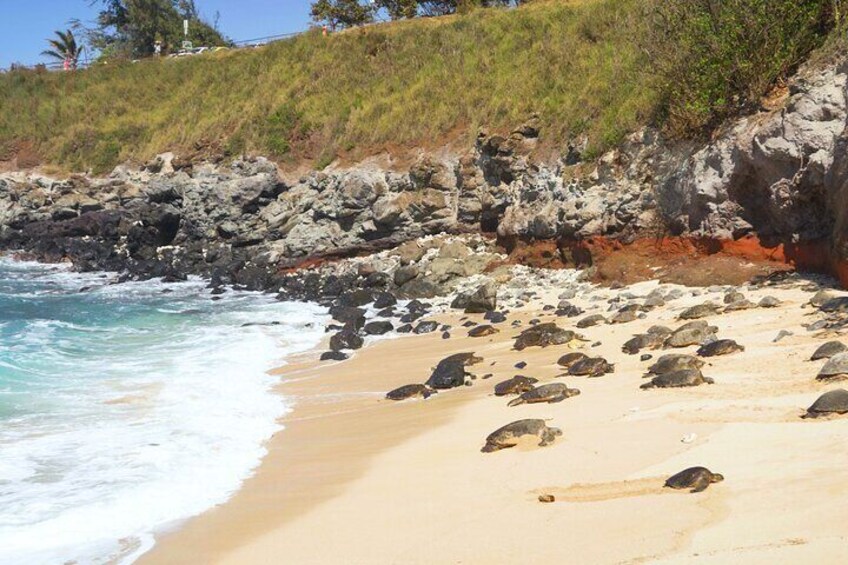 Private Road to Hana Rainforest & Waterfall Experience from Maui