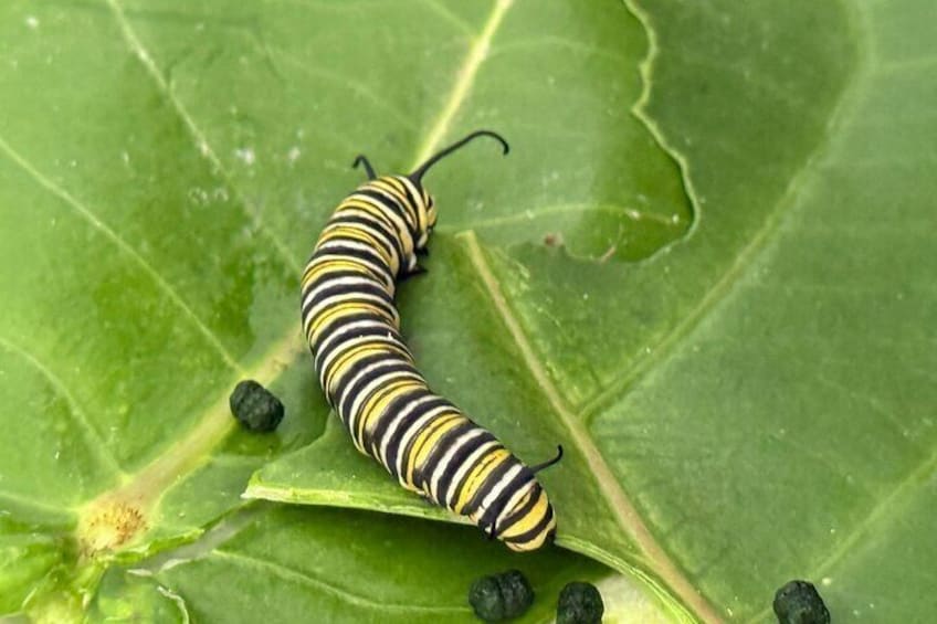 Monarch Catapillar