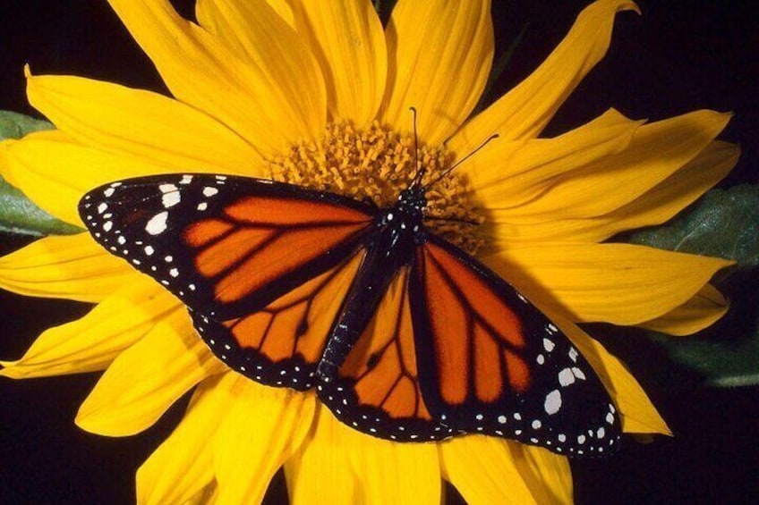 Monarch Butterfly