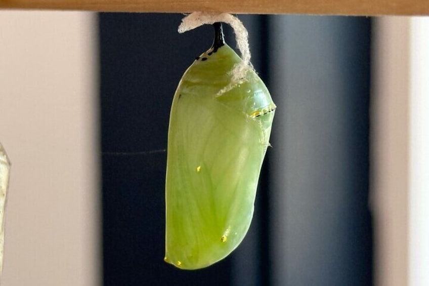 Monarch Chrysalis