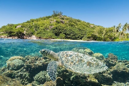 Full Day Snorkelling Tour in Cousin Curieuse and St Pierre Island