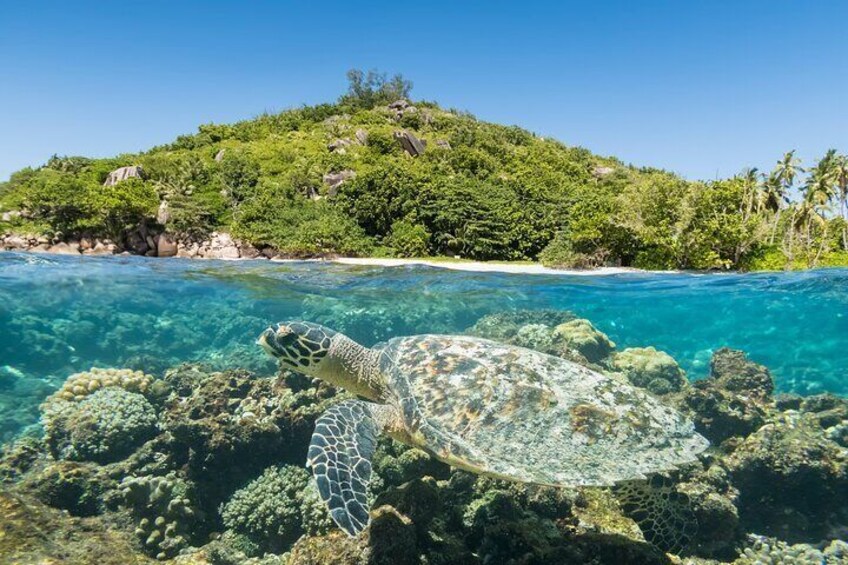 Full Day Snorkeling Tour in Cousin Curieuse and St Pierre Island