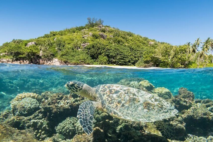Full Day Snorkeling Tour in Cousin Curieuse and St Pierre Island