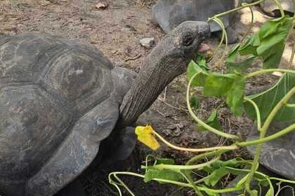 Full Day Snorkeling Tour in Cousin Curieuse and St Pierre Island