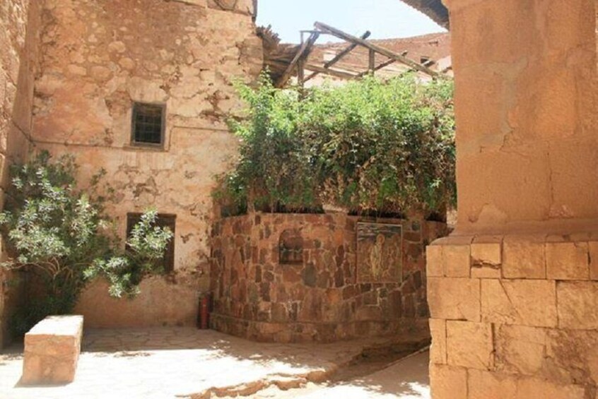 The Burning bush, Which Consider that God talked to Moses through it.