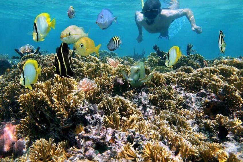 Full Day Coral Garden Diving & Snorkeling with Lunch - Marsa Alam