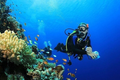 Full Day Coral Garden Diving & Snorkeling with Lunch - Marsa Alam