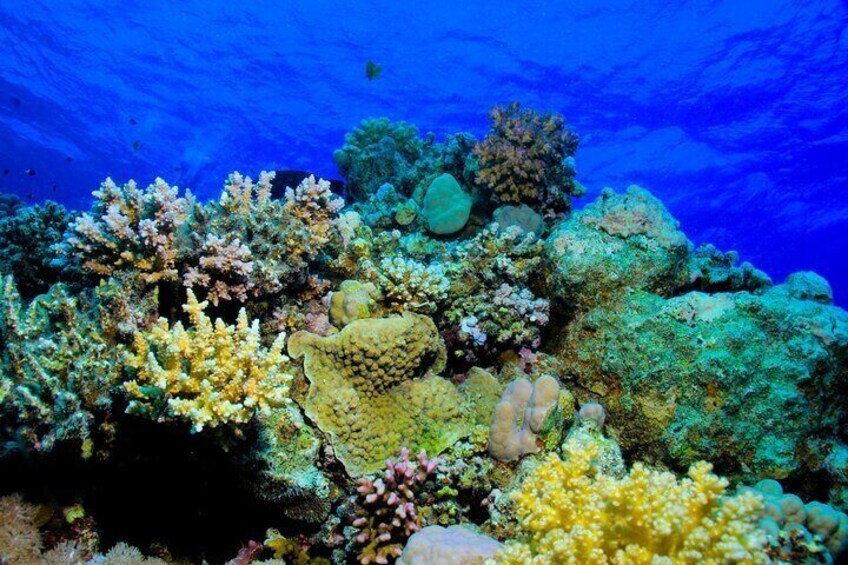 Full Day Coral Garden Diving & Snorkeling with Lunch - Marsa Alam