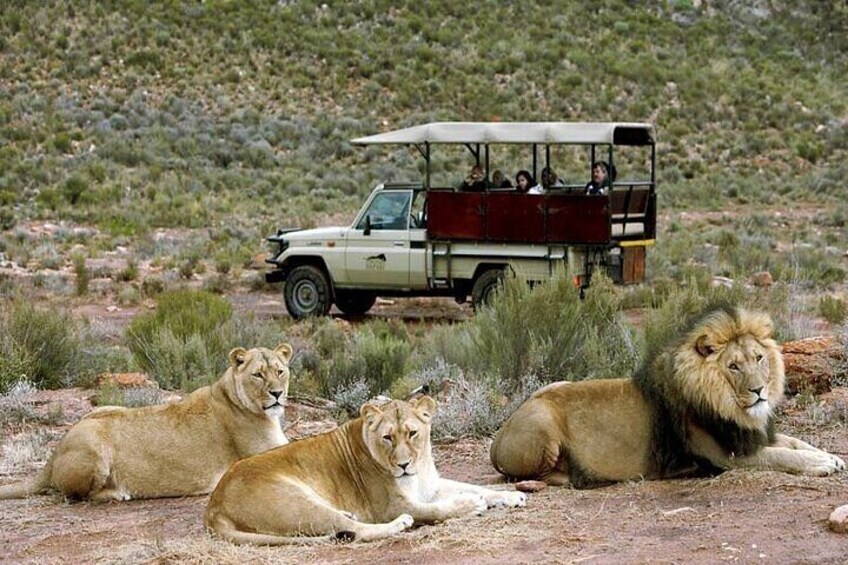 Cape Town Inverdoorn Safari Day Tour
