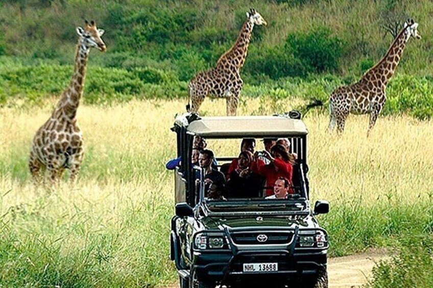 Cape Town Inverdoorn Safari Day Tour