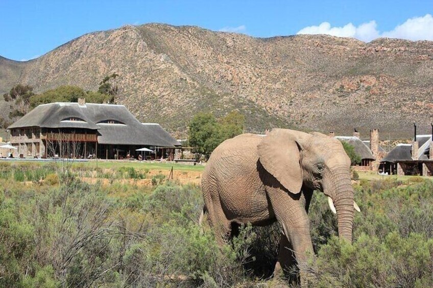 Cape Town Inverdoorn Safari Day Tour