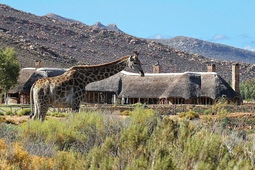Cape Town Inverdoorn Safari Day Tour