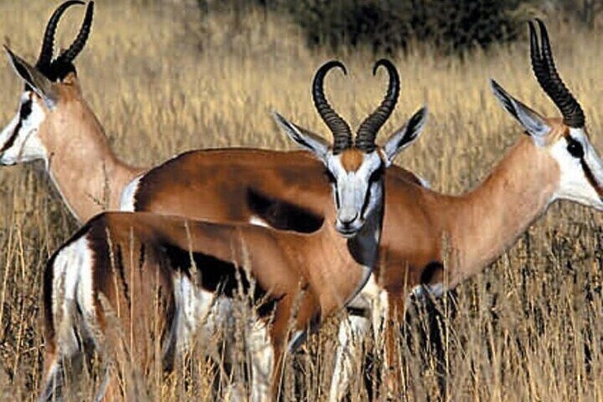 Cape Town Inverdoorn Safari Day Tour