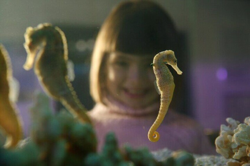 Sea horse at SEA LIFE Timmendorfer Strand
