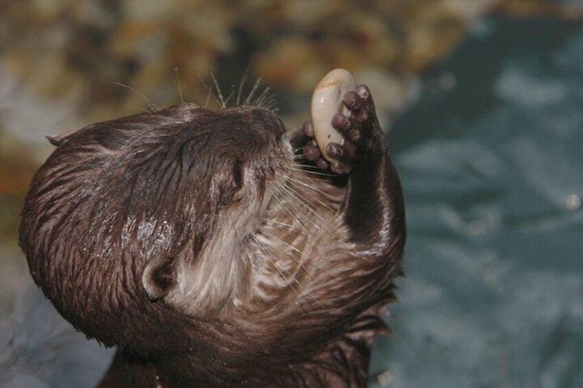 Watch the playful otters