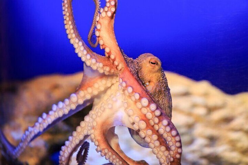SEA LIFE Timmendorfer Strand Admission Ticket