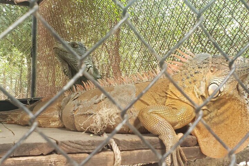 Chisor Ta Moa Zoo Ta Prohm Tour