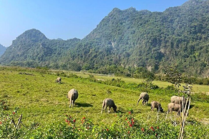 2 Days in Cat Ba Discover Lan Ha Bay, Cat Ba National Park 