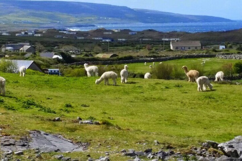 Private Day Trip Cliffs of Moher from Dublin