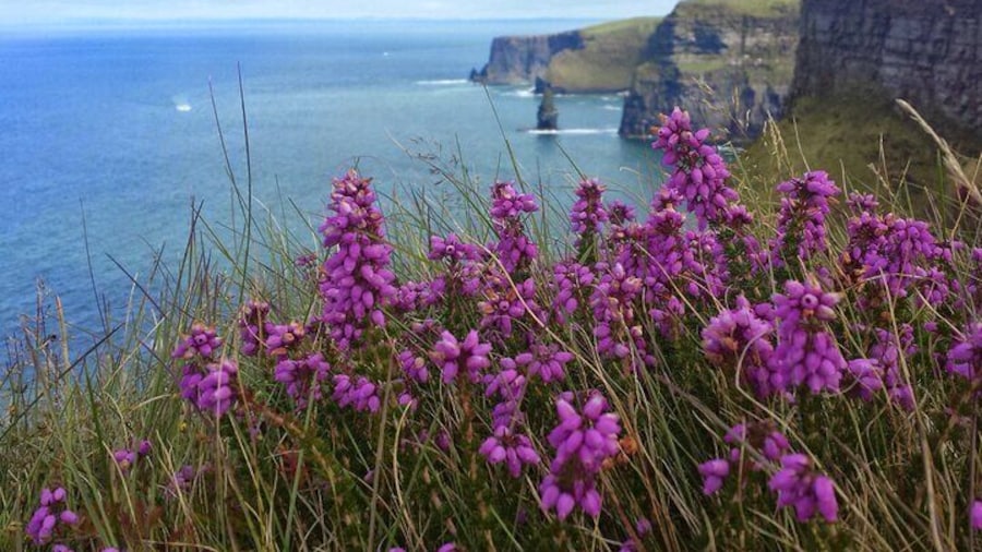 Private Day Tour Cliffs of Moher from Dublin
