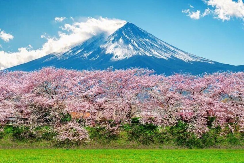 Customizable Tour in Mt. Fuji with Private Driver