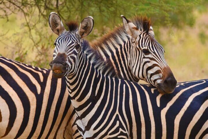 VIP Safari Serengeti to Zanzibar Fully Escorted by Tour Director 