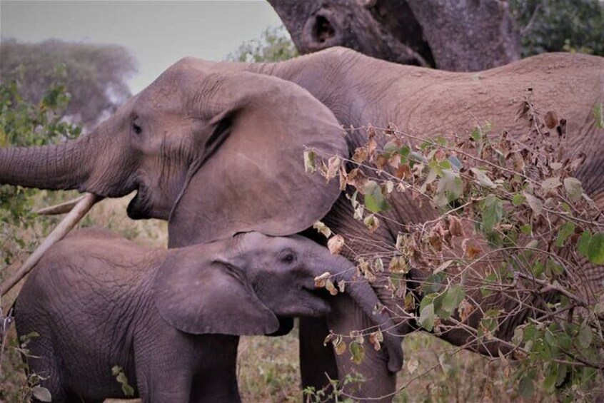 VIP Safari Serengeti to Zanzibar Fully Escorted by Tour Director 