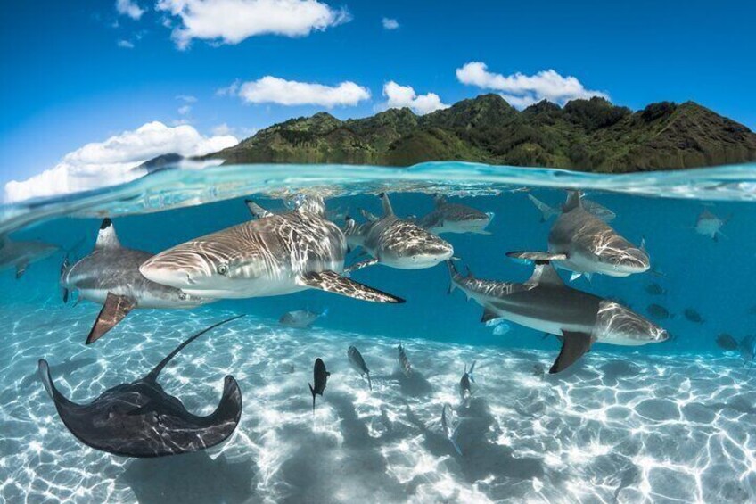 Snorkeling Tour in Moorea Aquatic Adventure Half Day