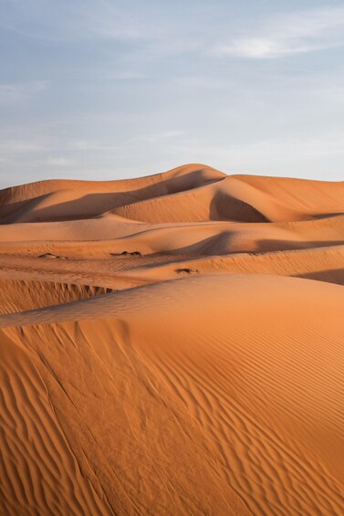 Morning Desert Safari on Sharing Basis in Abu Dhabi