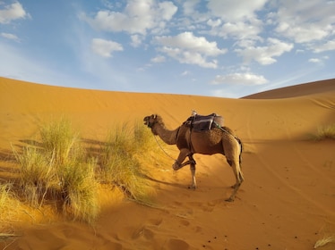 Safari matinal dans le désert sur la base d'un partage à Abu Dhabi
