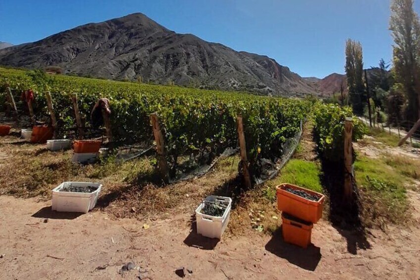Wine Route in the Quebrada de Humahuaca