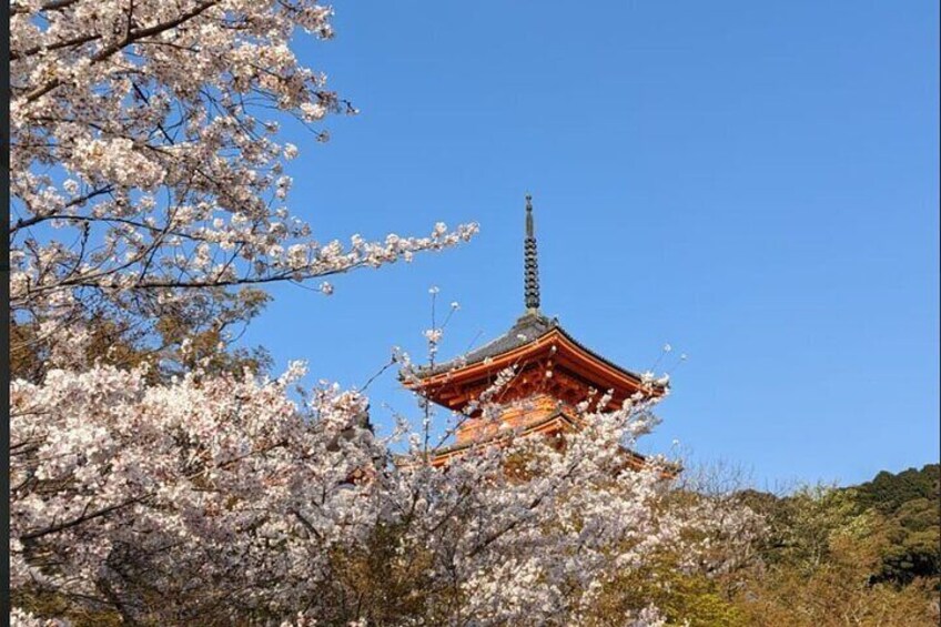 8 Hour Private Tour of Kyoto