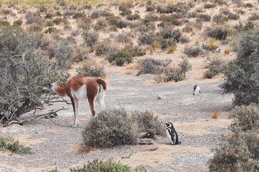 Regular Shore Excursion for Punta Tombo Cruises