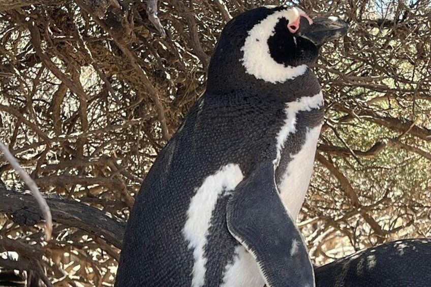 Punta Tombo Nature Reserve