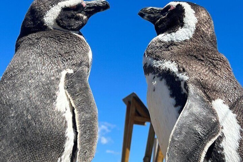 Punta Tombo Nature Reserve